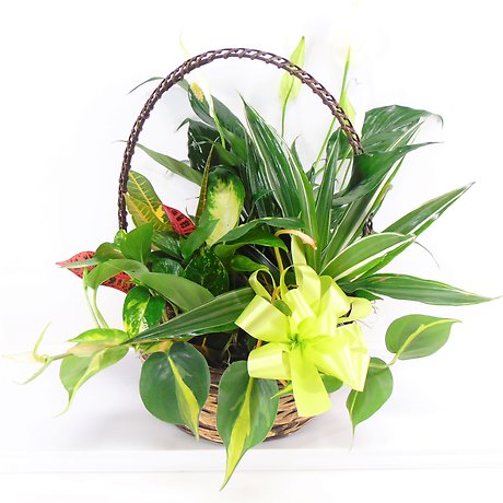 Large Basket Garden