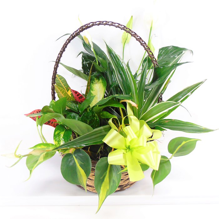 Large Basket Garden