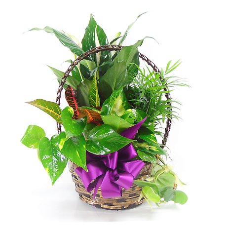 Medium Basket Garden