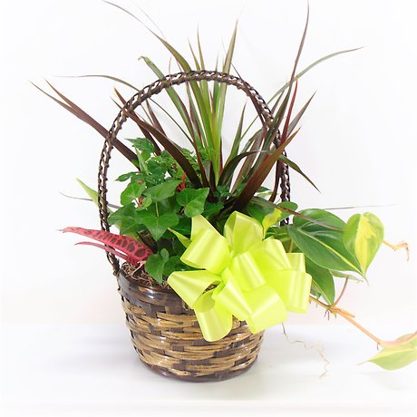 Small Basket Garden