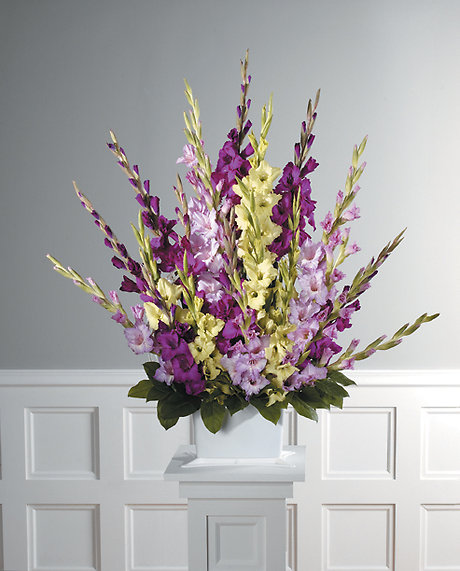 All Gladiolus
