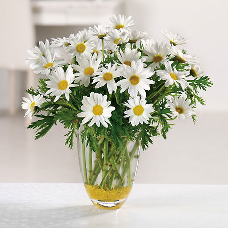 Daisy Love