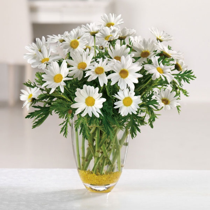 Daisy Love
