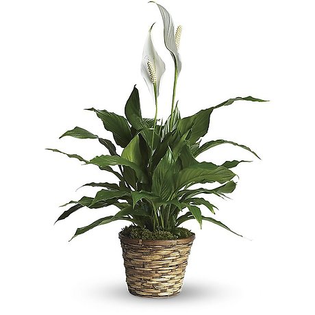 Spathiphyllum (Peace Lily) Small