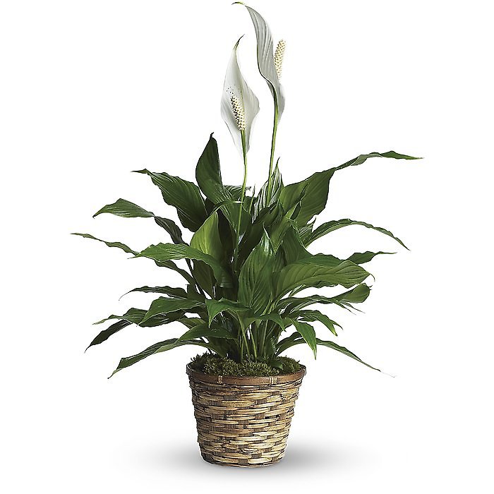 Spathiphyllum (Peace Lily) Small