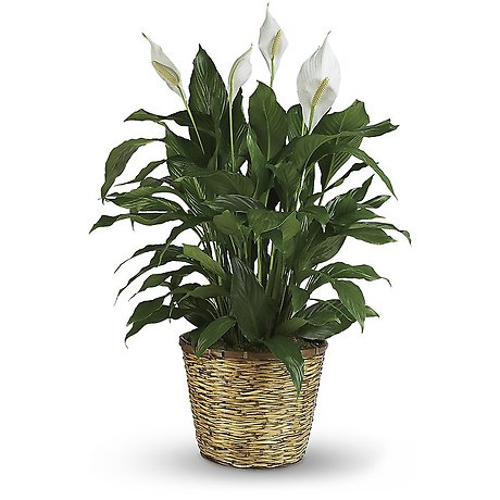 Spathiphyllum (Peace Lily) Large