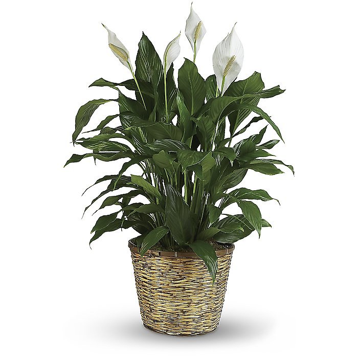Spathiphyllum (Peace Lily) Large