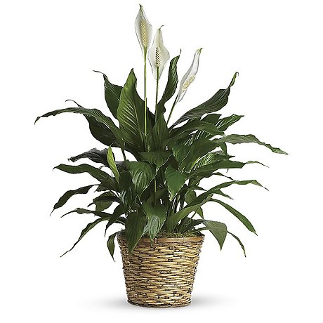 Spathiphyllum (Peace Lily) Medium