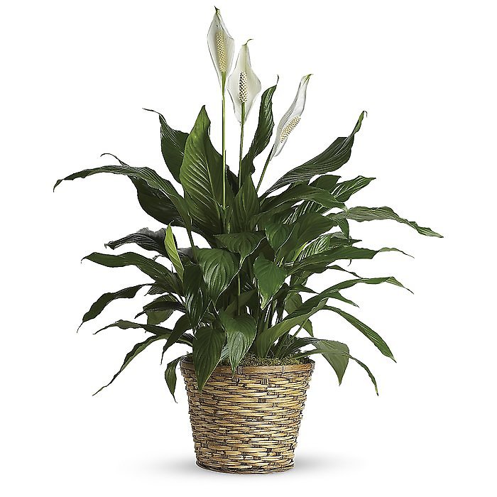 Spathiphyllum (Peace Lily) Medium