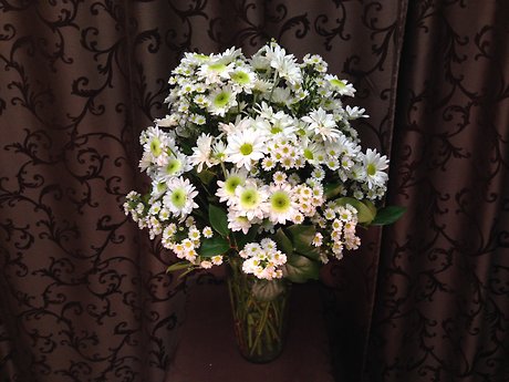 Daisy Love